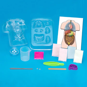 Gross Anatomy: Make-Your-Own Squishy Human Body